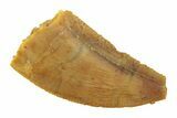 Serrated, Raptor Tooth - Real Dinosaur Tooth #268720-1